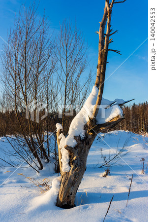 Weathered dead tree trunk, cloaked in fresh snow, stands against a brilliant blue winter sky. Sunlight paints warm hues on the bark, creating serene shadows 140042553