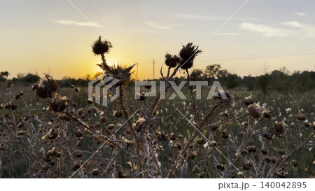 Close up view of dry spiky plants with beautiful sunset at background. Warm morning light illuminates withered stems creating calm and natural scene. The scene captures quiet and solitude Close up view of dry spiky plants with beautiful sunset at background. Warm morning light illuminates withered stems creating calm and natural scene. The scene captures quiet and solitude 140042895
