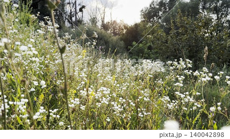 Blooming chamomile flowers in summer meadow with sunlight at background. Natural light creates gentle glow and highlights delicate white petals and yellow centers. Scene symbolizing purity and calm Blooming chamomile flowers in summer meadow with sunlight at background. Natural light creates gentle glow and highlights delicate white petals and yellow centers. Scene symbolizing purity and calm 140042898