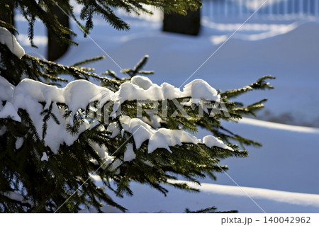 Evergreen branches heavily laden with fresh white snow sparkle in bright winter sunlight against a soft blue backdrop Evergreen branches heavily laden with fresh white snow sparkle in bright winter sunlight against a soft blue backdrop 140042962