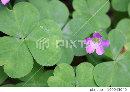 初夏に咲く可憐なムラサキカタバミの花 140043040