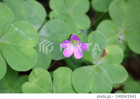 緑の葉とムラサキカタバミの綺麗な花 140043041