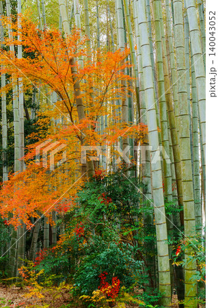 竹林と紅葉そして南天の赤い実 140043052