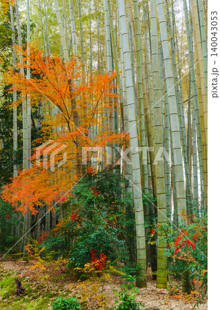 竹林と紅葉そして南天の赤い実 竹林と紅葉そして南天の赤い実 140043053