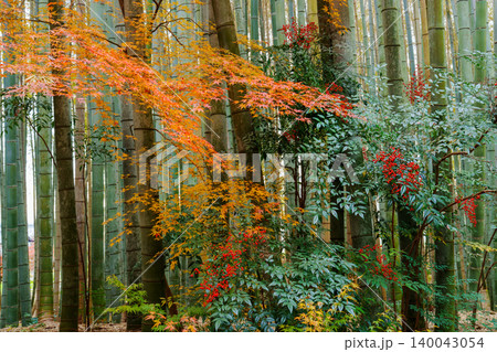竹林と紅葉そして南天の赤い実 竹林と紅葉そして南天の赤い実 140043054