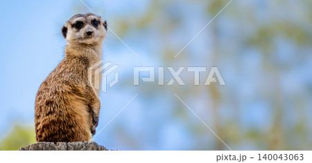 Meerkat standing alert on wooden post against blue sky background Meerkat standing alert on wooden post against blue sky background 140043063