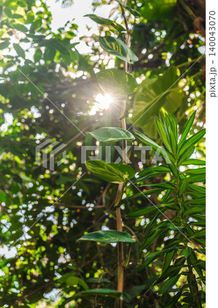 Sunlight shining through tropical leaves in lush jungle forest scene Sunlight shining through tropical leaves in lush jungle forest scene 140043070