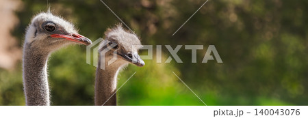 Two ostrich heads close up portrait with long necks and blurred green background 140043076