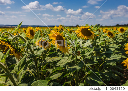 Blooming sunflower field under blue sky with clouds on summer agricultural farm Blooming sunflower field under blue sky with clouds on summer agricultural farm 140043120