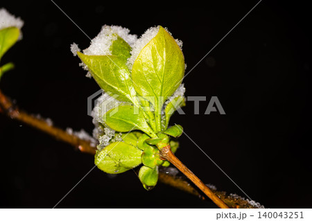 Fresh green spring leaves covered in unexpected late April snow against a dark background, capturing the striking contrast between delicate new life and cold winter frost 140043251