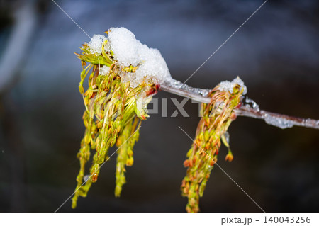 Close-up of fresh boxelder maple catkins covered with a layer of white late spring snow, contrasting cold winter elements with tender emerging greenery on a blurred natural background Close-up of fresh boxelder maple catkins covered with a layer of white late spring snow, contrasting cold winter elements with tender emerging greenery on a blurred natural background 140043256