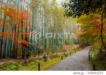 竹林と紅葉の小径 140043271