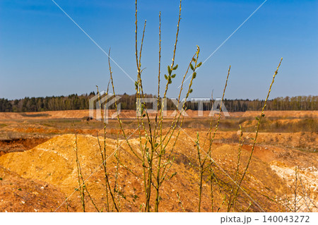 Young pussy willow branches with fresh spring buds reach towards the sky, set against the barren, sandy landscape of an industrial sand quarry under a clear blue horizon 140043272