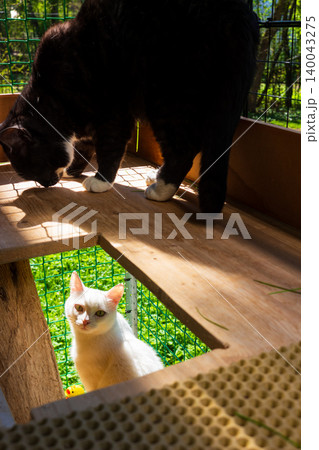 Two fluffy cats relaxing on a multi-level wooden outdoor enclosure, one black and white kitten standing above and a cute white feline resting below in sunny garden vibes Two fluffy cats relaxing on a multi-level wooden outdoor enclosure, one black and white kitten standing above and a cute white feline resting below in sunny garden vibes 140043275