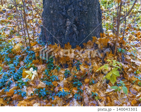 Vivid forest details. Lush tree base with greenery. Detailed view of moist bark and vibrant plant life 140043301
