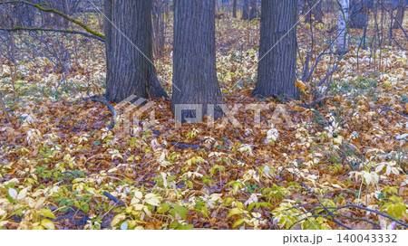 Serene grove with damp leaves and soft sunlight. Quiet woodland floor covered in wet leaves with gentle light 140043332