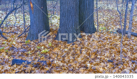 Peaceful forest floor during late autumn. Serene autumn woodland with trunks and soft lighting effect Peaceful forest floor during late autumn. Serene autumn woodland with trunks and soft lighting effect 140043335