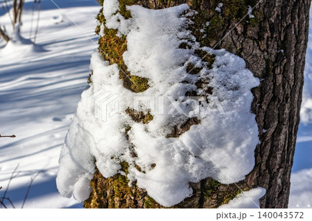 Thick white snow covers rough bark and green moss on a tree trunk in a sunny winter woods setting Thick white snow covers rough bark and green moss on a tree trunk in a sunny winter woods setting 140043572