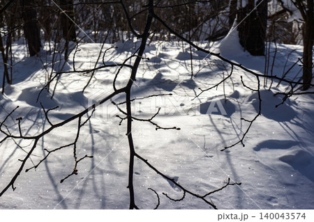 Delicate bare branches reach across sparkling white snow, casting crisp shadows in a serene winter forest. Sunny frosty day vibes Delicate bare branches reach across sparkling white snow, casting crisp shadows in a serene winter forest. Sunny frosty day vibes 140043574