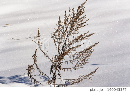 A solitary dried weed stands defiantly amidst pristine white snow, its brown texture stark against the sparkling frost and soft shadows A solitary dried weed stands defiantly amidst pristine white snow, its brown texture stark against the sparkling frost and soft shadows 140043575