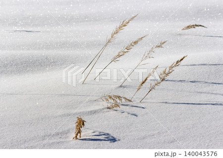Dry grass stalks emerge from sparkling white snowdrifts under bright winter sun, casting long, dark shadows across the frosty field 140043576