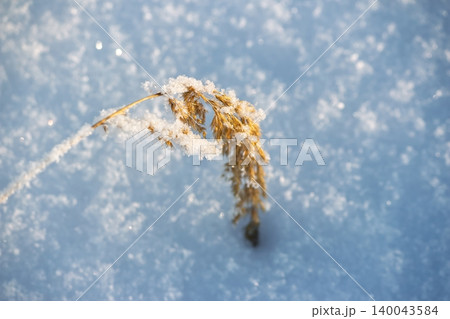 Frost-kissed golden dry grass, bent low under a blanket of sparkling winter snow, glows softly in the gentle evening sun. A serene, chilly nature scene Frost-kissed golden dry grass, bent low under a blanket of sparkling winter snow, glows softly in the gentle evening sun. A serene, chilly nature scene 140043584