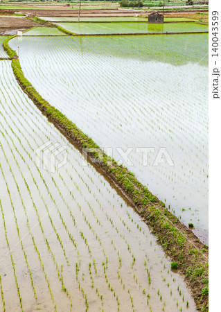 Diagonal levee across flooded rice fields 140043599