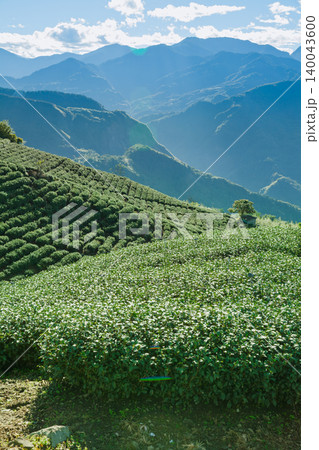 Tea plantation on misty mountain hillside 140043600