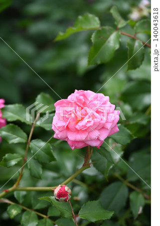 バラの花 140043618