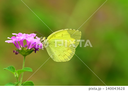 キタキチョウ（Common Grass Yellow） 140043628