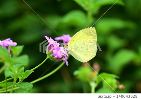 キタキチョウ（Common Grass Yellow） 140043629