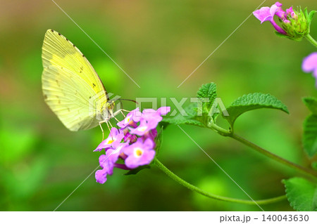 キタキチョウ（Common Grass Yellow） 140043630