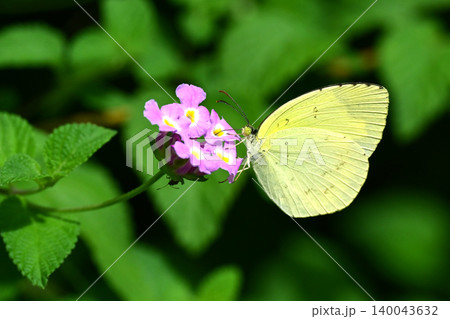 キタキチョウ（Common Grass Yellow） 140043632