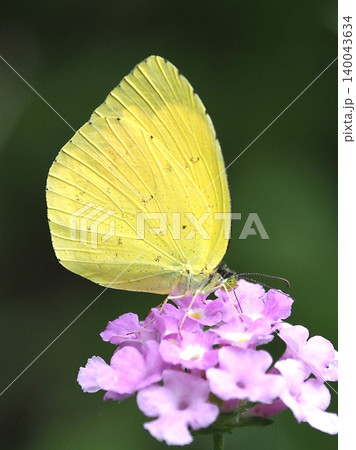キタキチョウ（Common Grass Yellow） 140043634