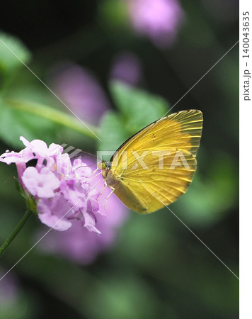 キタキチョウ（Common Grass Yellow） 140043635