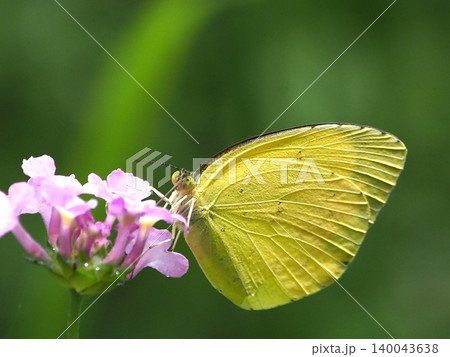 キタキチョウ（Common Grass Yellow） 140043638