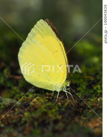 キタキチョウ(Common Grass Yellow) キタキチョウ(Common Grass Yellow) 140043639