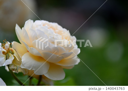 バラの花 140043763
