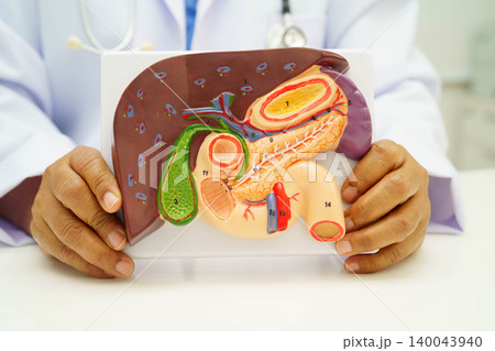 Liver with gallbladder, pancreas spleen and duodenum, Asian doctor holding human anatomy model for study diagnosis and treatment in hospital. Liver with gallbladder, pancreas spleen and duodenum, Asian doctor holding human anatomy model for study diagnosis and treatment in hospital. 140043940