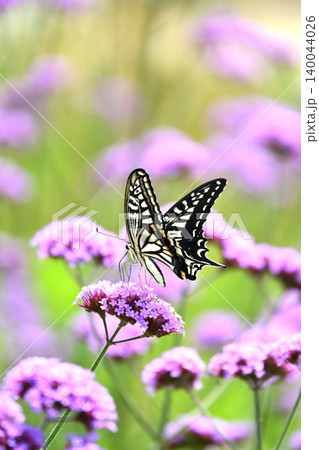アゲハチョ(ナミアゲハ:Swallowtail butterfly) アゲハチョ(ナミアゲハ:Swallowtail butterfly) 140044026