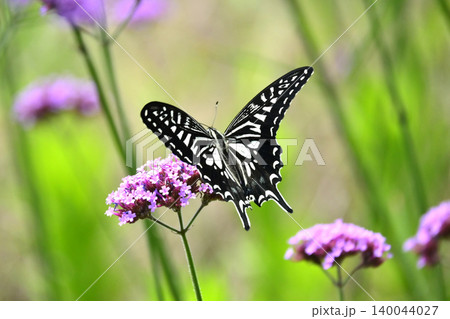 アゲハチョ(ナミアゲハ:Swallowtail butterfly) アゲハチョ(ナミアゲハ:Swallowtail butterfly) 140044027
