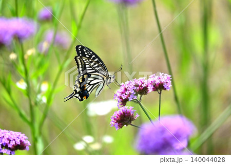 アゲハチョ(ナミアゲハ:Swallowtail butterfly) アゲハチョ(ナミアゲハ:Swallowtail butterfly) 140044028