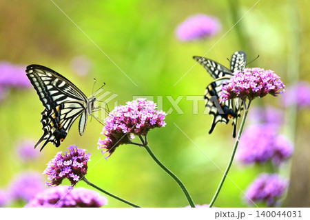 アゲハチョ(ナミアゲハ:Swallowtail butterfly) アゲハチョ(ナミアゲハ:Swallowtail butterfly) 140044031