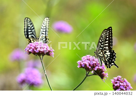 アゲハチョ(ナミアゲハ：Swallowtail butterfly) 140044032