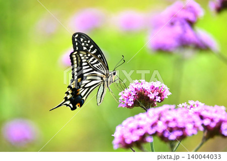 アゲハチョ(ナミアゲハ:Swallowtail butterfly) アゲハチョ(ナミアゲハ:Swallowtail butterfly) 140044033
