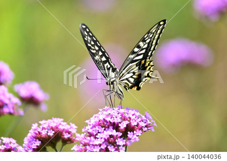 アゲハチョ(ナミアゲハ：Swallowtail butterfly) 140044036