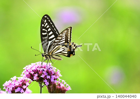 アゲハチョ(ナミアゲハ:Swallowtail butterfly) アゲハチョ(ナミアゲハ:Swallowtail butterfly) 140044040