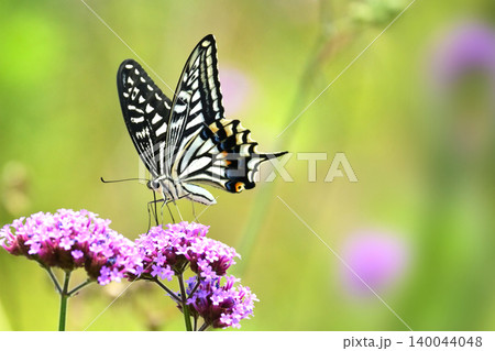 アゲハチョ(ナミアゲハ:Swallowtail butterfly) アゲハチョ(ナミアゲハ:Swallowtail butterfly) 140044048