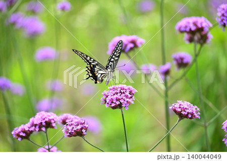アゲハチョ(ナミアゲハ:Swallowtail butterfly) アゲハチョ(ナミアゲハ:Swallowtail butterfly) 140044049