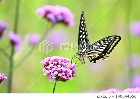 アゲハチョ(ナミアゲハ:Swallowtail butterfly) アゲハチョ(ナミアゲハ:Swallowtail butterfly) 140044050